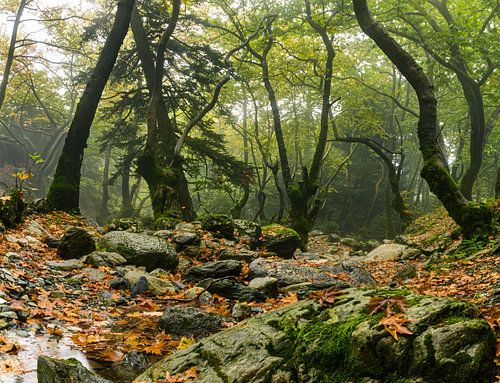 Forêt de conte de fées