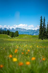 Bloemrijk uitzicht op de Zwitserse Alpen van Leo Schindzielorz