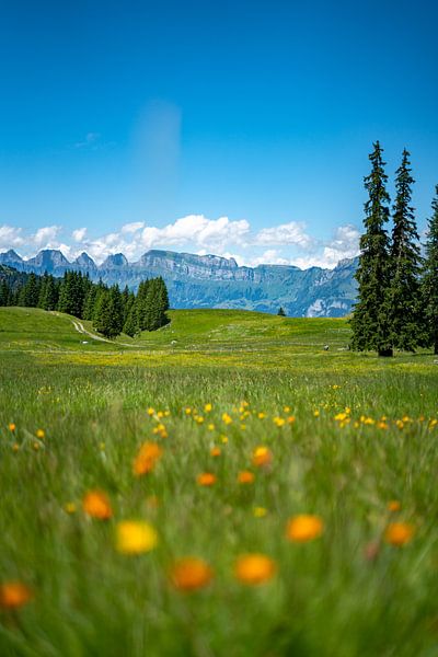 Flowery view of the Swiss Alps by Leo Schindzielorz