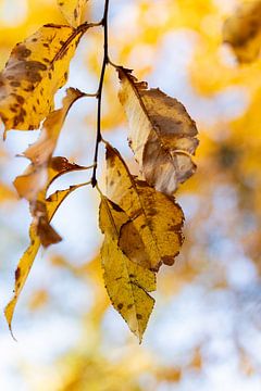 Herfst beeld Friesland 2 van Lydia