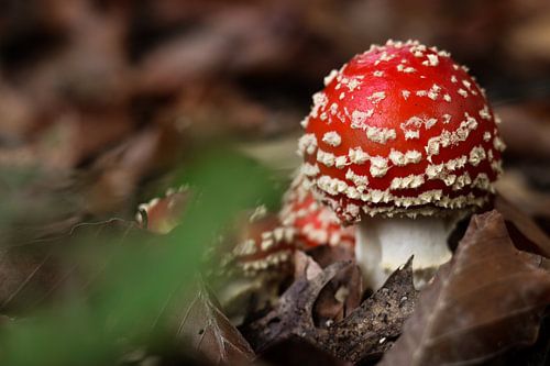 Vliegenzwam tussen de bladeren