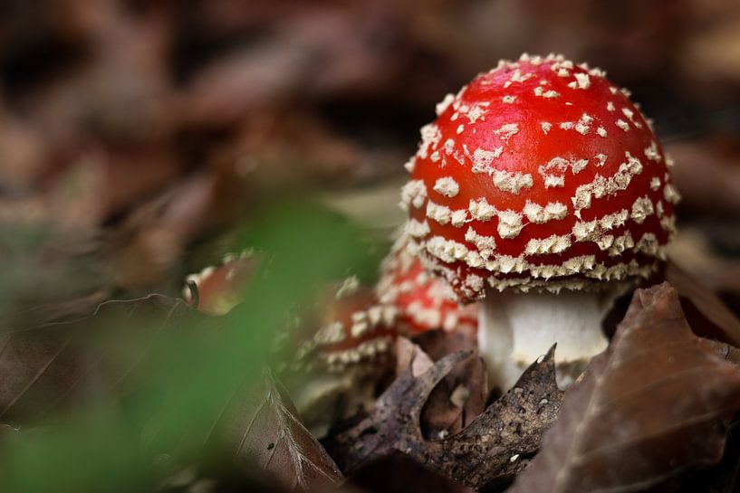 Fly agaric between the leaves by Saskia Olyhoek