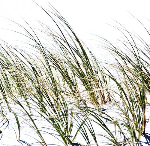 Dünengras im Sonnenlicht