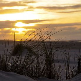 Helmgras op Nederlandse strand duin met zonsondergang van Peter van Weel