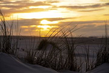 Helmgras op Nederlandse strand duin met zonsondergang van Peter van Weel