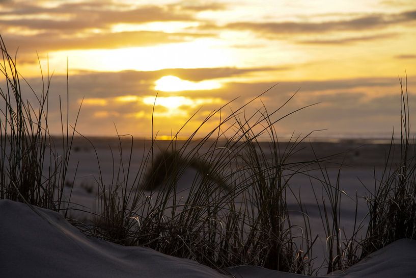 Marram grass on Dutch beach dune with sunset by Peter van Weel