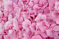 hydrangea