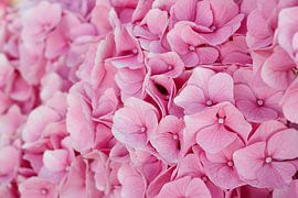 Hortensien von Laura Vollering