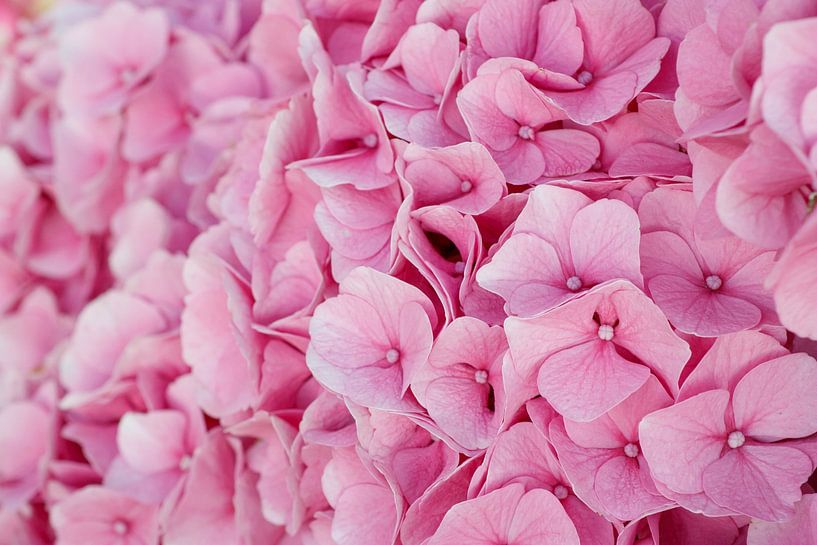hydrangea by Laura Vollering