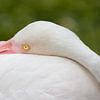 I Am Watching You - Flamingo by Thijs van den Broek