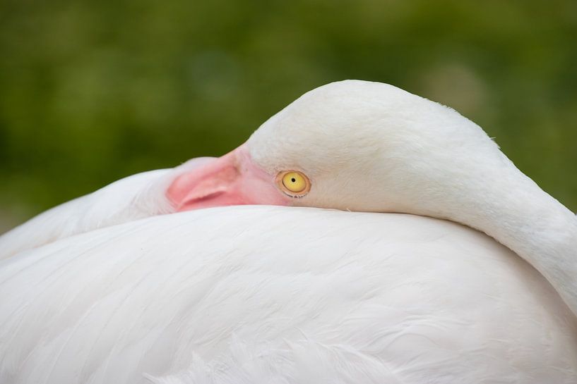 Ich beobachte dich - Flamingo von Thijs van den Broek