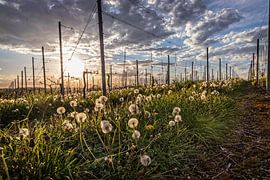 Reben auf dem Fromberg von Rob Boon