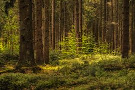 Der Wald erwacht im frischen Grün von Mariska Stam