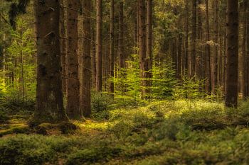 Der Wald erwacht im frischen Grün