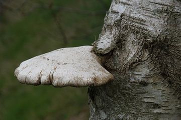 kunst van de natuur: paddenstoeltong versteend in de Berk van wil spijker