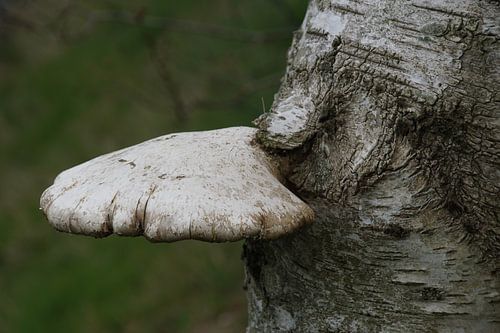 kunst van de natuur: paddenstoeltong versteend in de Berk