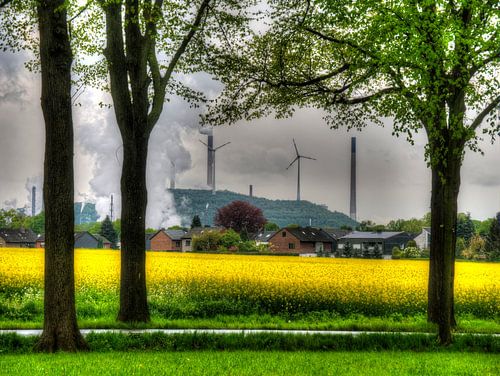 Bomen. Koolzaad ind industrie
