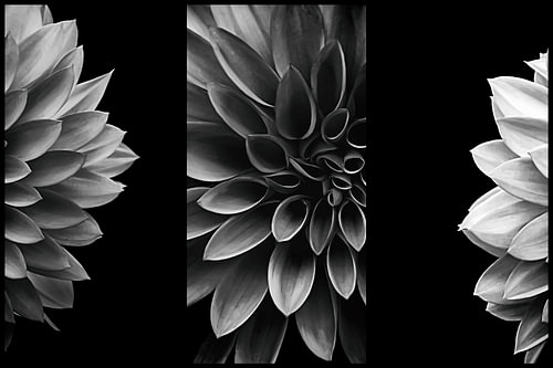 Deconstructed Portrait of a Dahlia VIII – Black and White