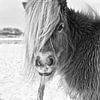 Shetland Pony in Winterlandschap von Jasper van de Gein Photography