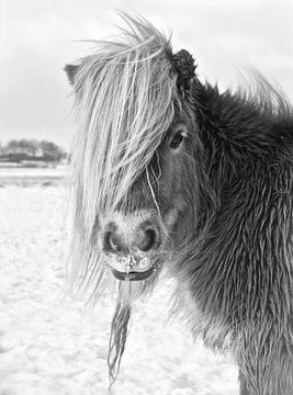 Shetland Pony in Winterlandschap van Jasper van de Gein Photography