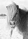 Shetland Pony in Winterlandschap van Jasper van de Gein Photography thumbnail