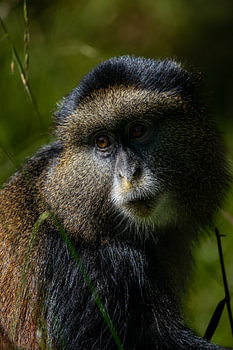 Golden eyes in the mist - Mgahinga's vibrant mountain dwellers