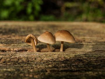 Drie op een rij van P van Beek