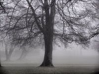 Nebel 05