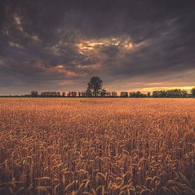 Horizon achter het veld van Skyze Photography by André Stein