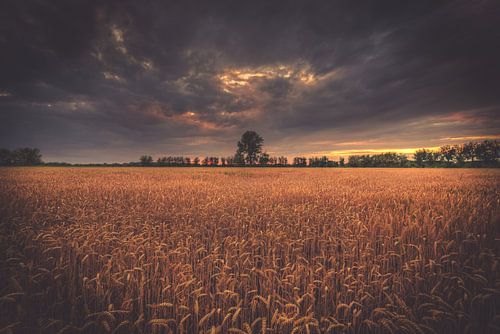 Horizont hinter dem Feld