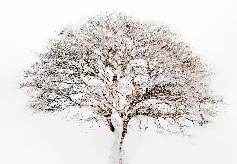 Eenzame Boom kroon in de winter. Een collage. Bruine koffie hout kleuren.  Rust en Zen. van John Quendag