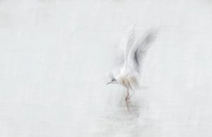 Seagull in motion van Claudia van Zanten