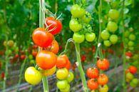 Verse rijpe tomaten aan tomatenplanten van Sjoerd van der Wal Fotografie thumbnail