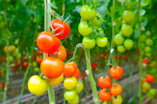 Verse rijpe tomaten aan tomatenplanten