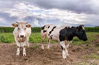 Bonte koeien in Gaasbeek, Pajottenland van Alain Gysels thumbnail