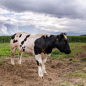 Bonte koeien in Gaasbeek, Pajottenland van Alain Gysels
