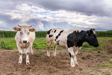 Bonte koeien in Gaasbeek, Pajottenland van Alain Gysels