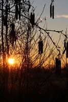 Sunrise in winter