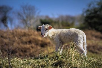 Sweet lamb by Carla van Zomeren