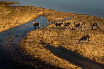 Waterbucks dans le parc national Kruger sur Paula Romein