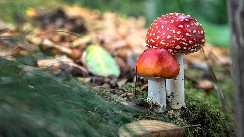 Agaric moucheté