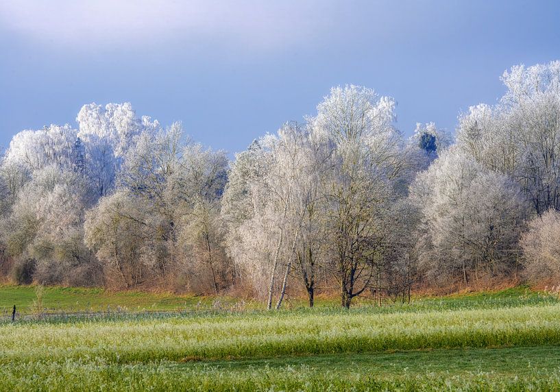 Vom Raureif überzogenen Bäume in einer bayrischen Winterlandsc von ManfredFotos