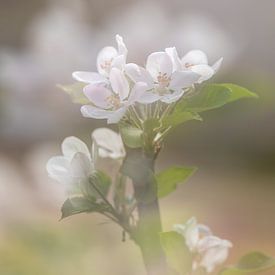 Frühlingsbukett mit Apfelblüte von Karla Leeftink