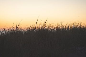 Duingras op het strand van Texel bij zonsondergang van Marjolijn Barten