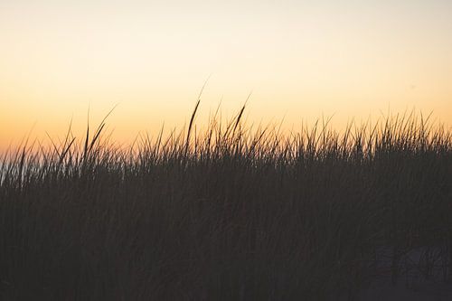 Duingras op het strand van Texel bij zonsondergang