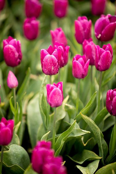 champ de fleurs au printemps avec tulipes roses | fine art nature photo art par Karijn | Fine art Natuur en Reis Fotografie