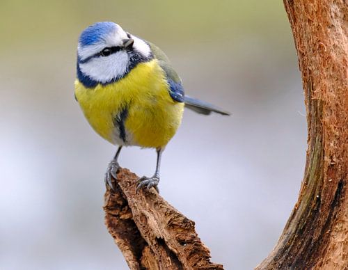 Mésange bleue