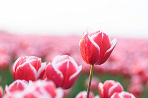 Felder mit blühenden roten Tulpen bei Sonnenuntergang in Holland