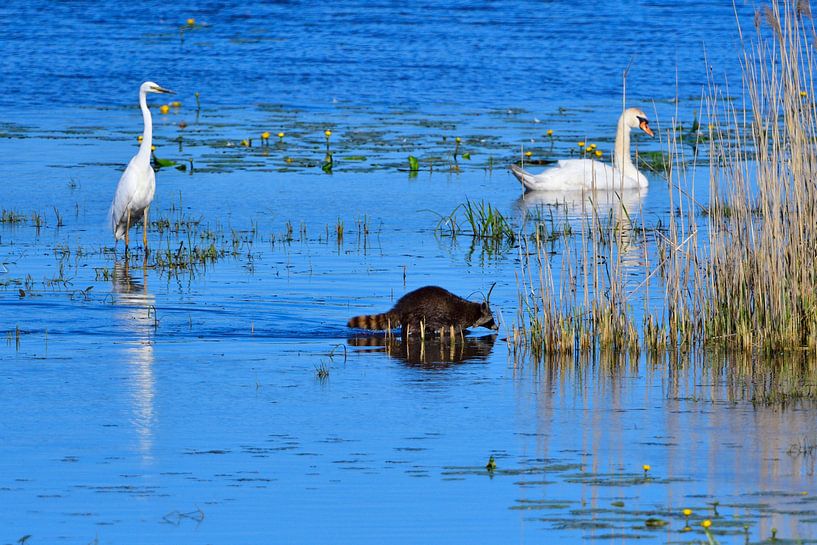 Silberreiher, Waschbär und Höckerschwan von Karin Jähne