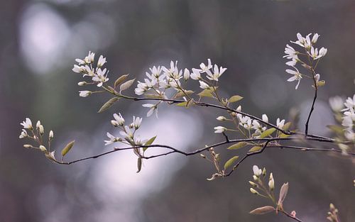 Bloesem van de krentenboom
